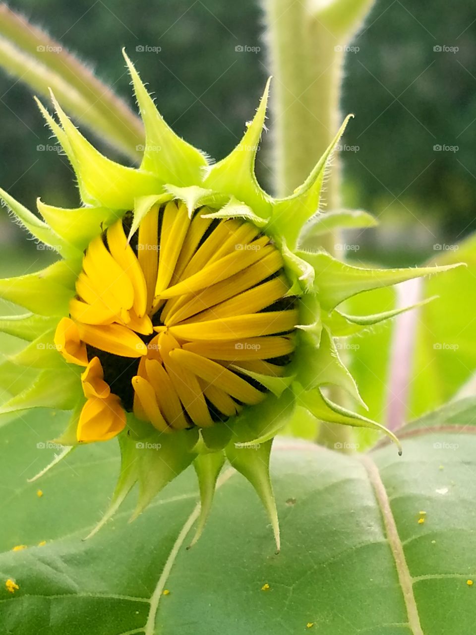 One seed made over 20 buds of sunflowers in my garden, Big Island,Hawaii.