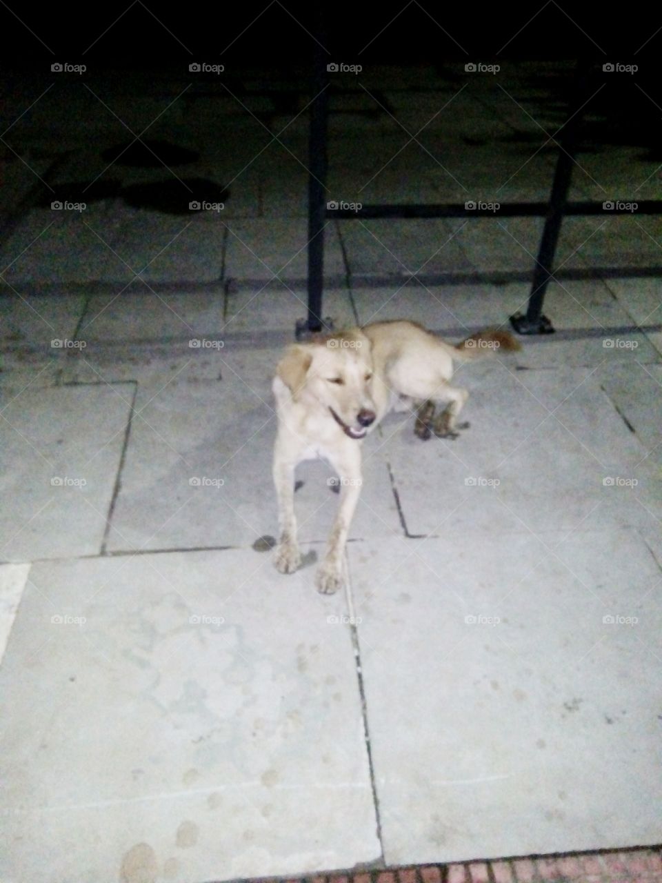 dog,dog pics,A great photo,a photo for everyone,a memorable photo,a no. photo,a photo to cherish,a beautiful photo,a great photo for the best people,an evergreen photo,a photo to remember for years,the best result of great photography