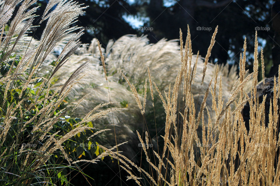 1st signs of Autumn.  Golden brown, feathery, ripened seed heads of beautiful ornamental grasses glow in the autumn sunshine. The gusty autumn winds make the grasses bend & sway in a beautiful dance. 💨