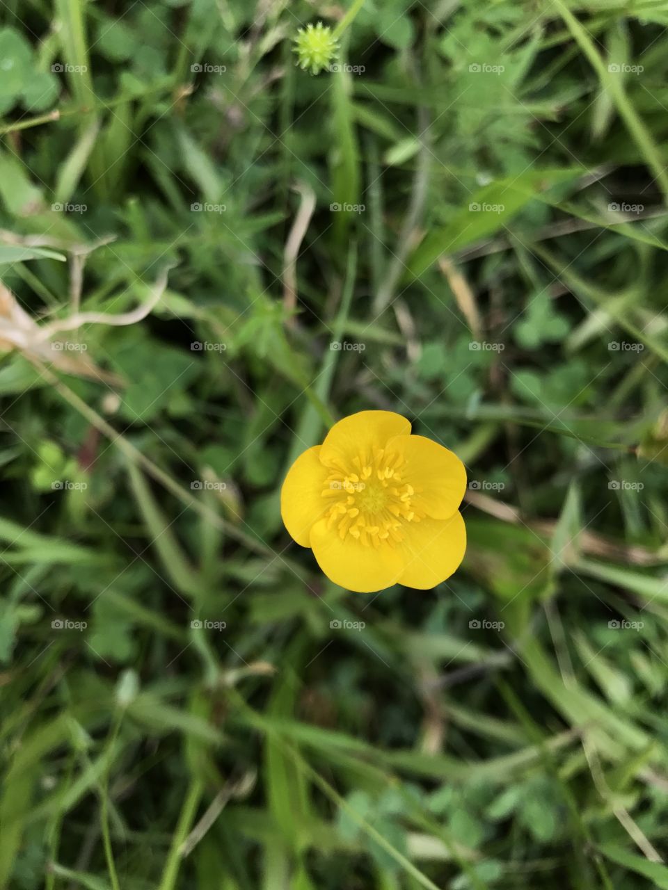 Garden flower