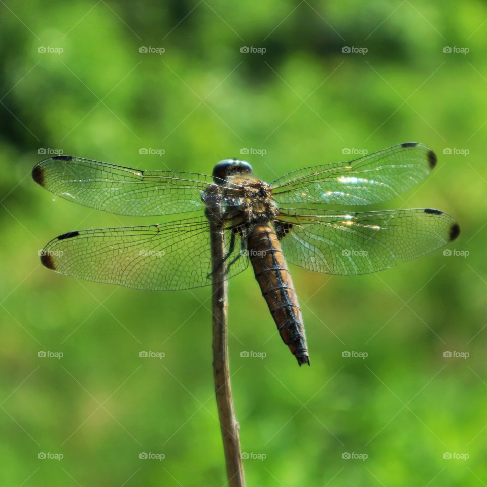 Dragonfly