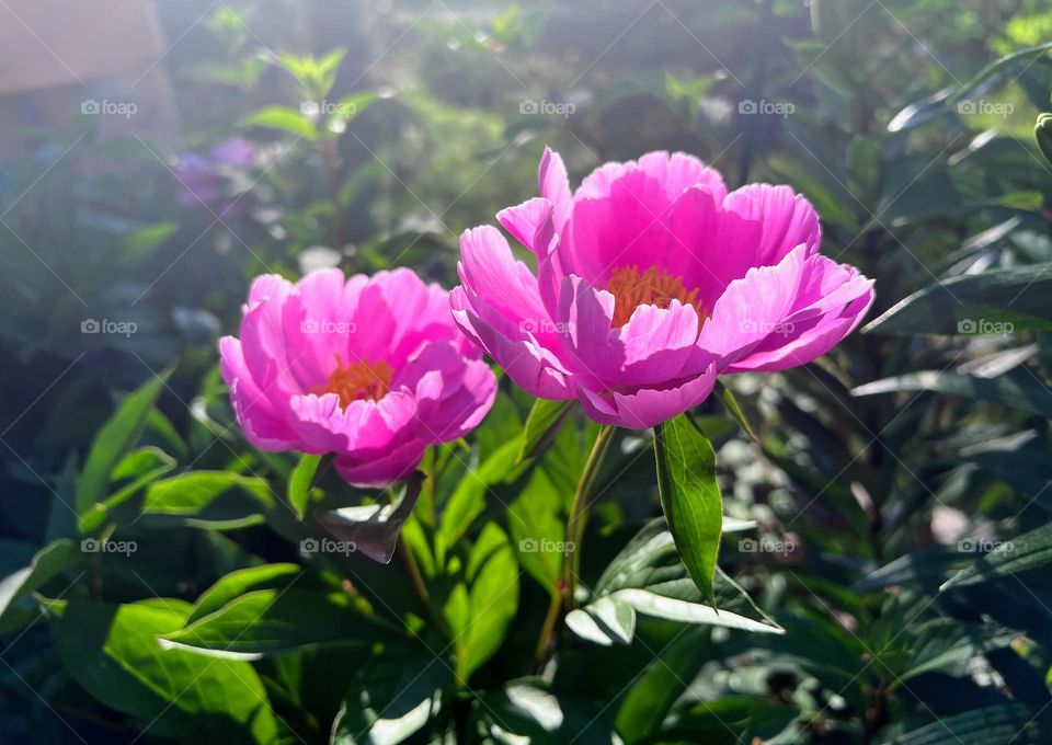 Glimmers: two beautiful pink peony flowers in the sunlight 