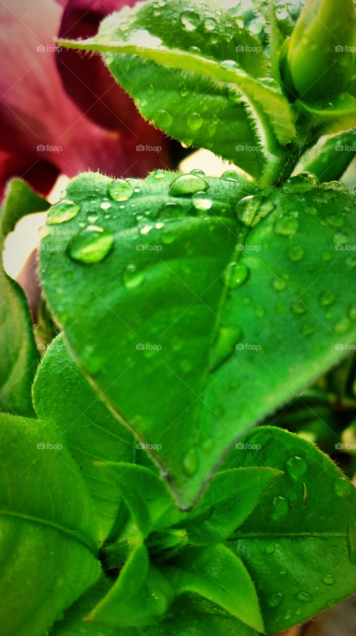 Greenery in Rain