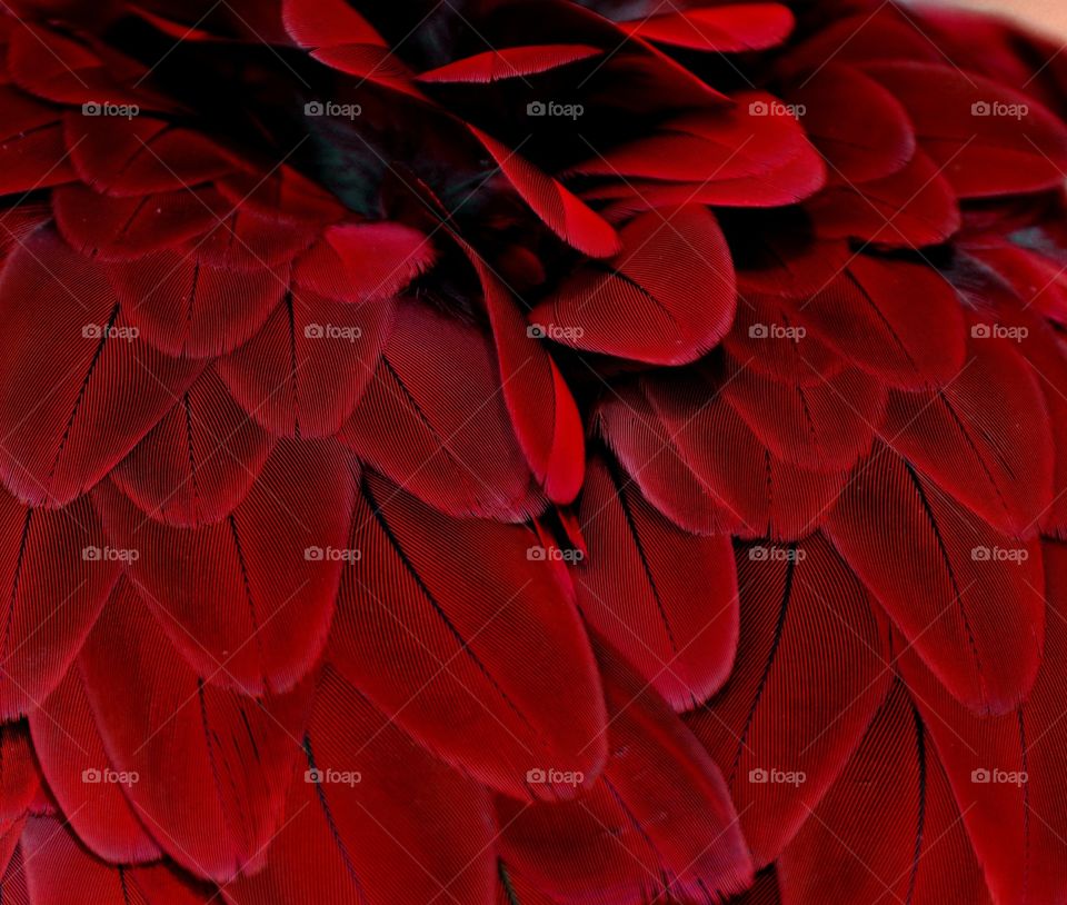 Red Feathers 