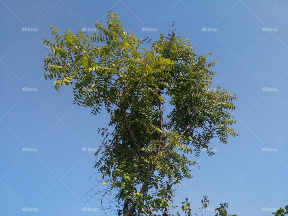 neem tree