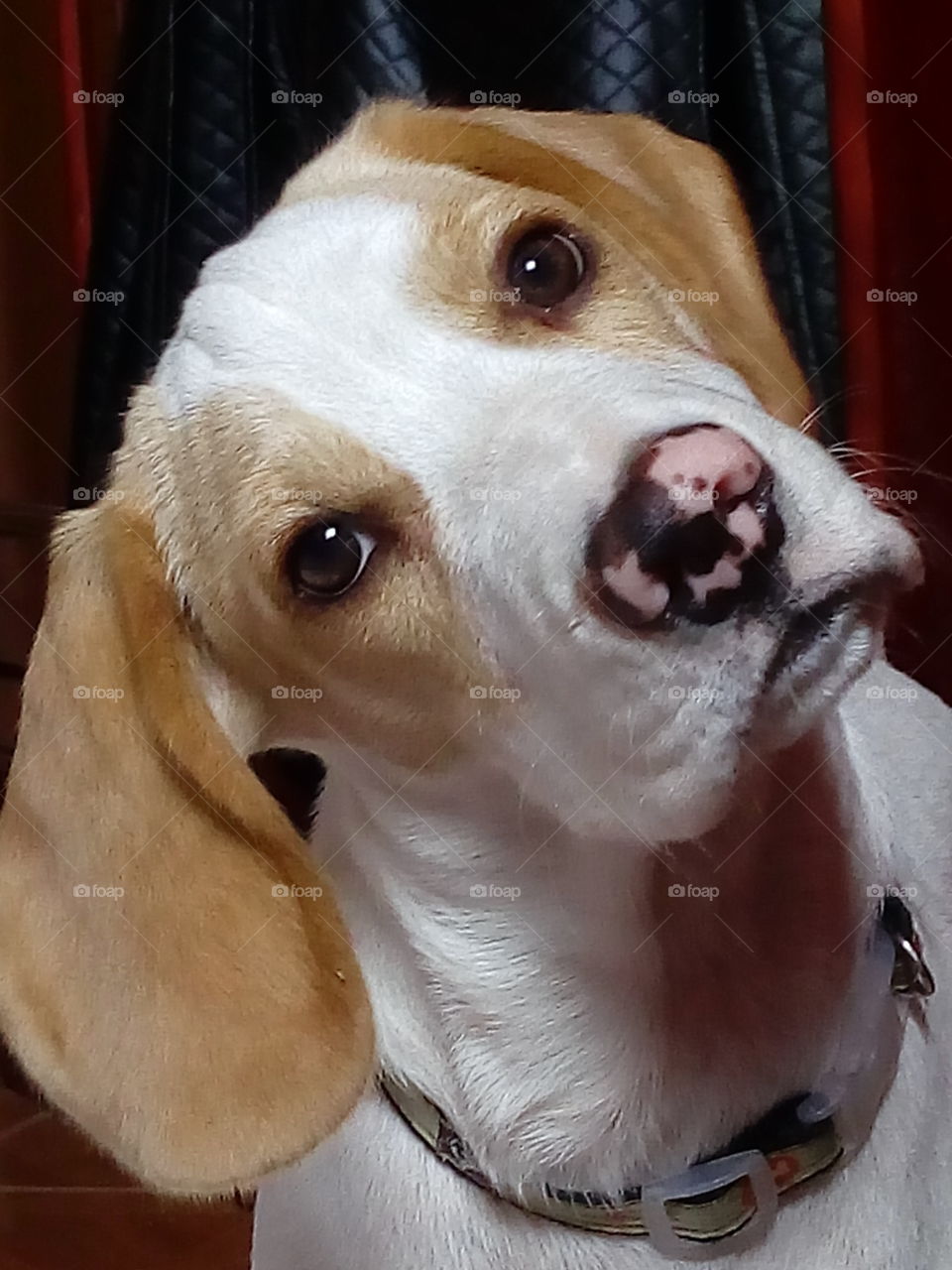 Tuã beagle bicolor