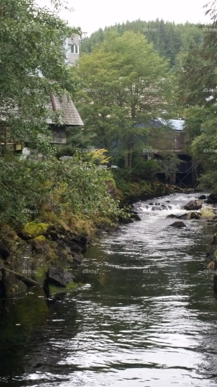 Natural Babbling brook creek over rocks with lush green plants and trees growing on the side
