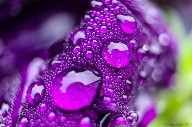 Wet purple
