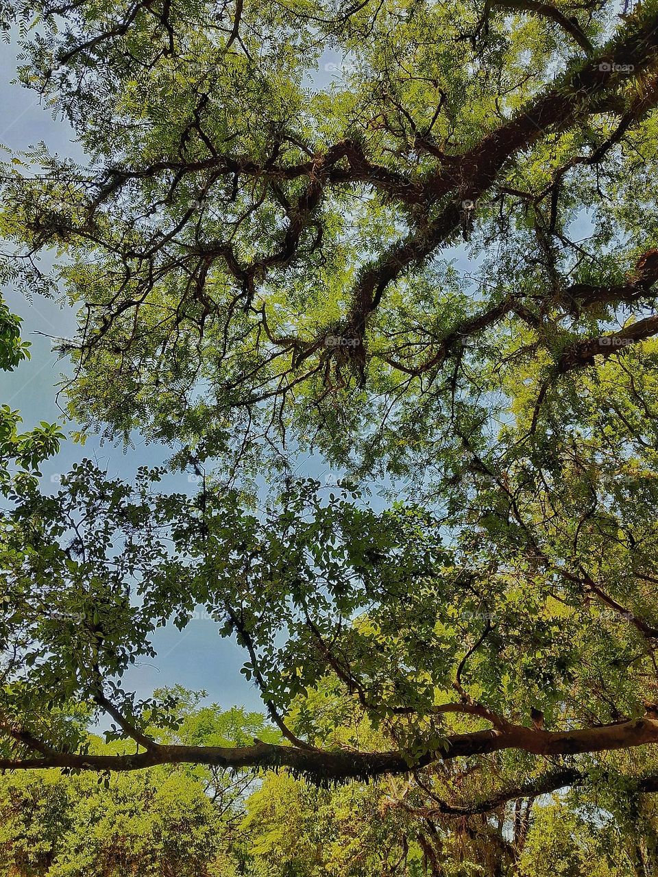 trees With a  blue sky