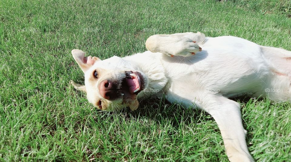 dog gnaws a bone