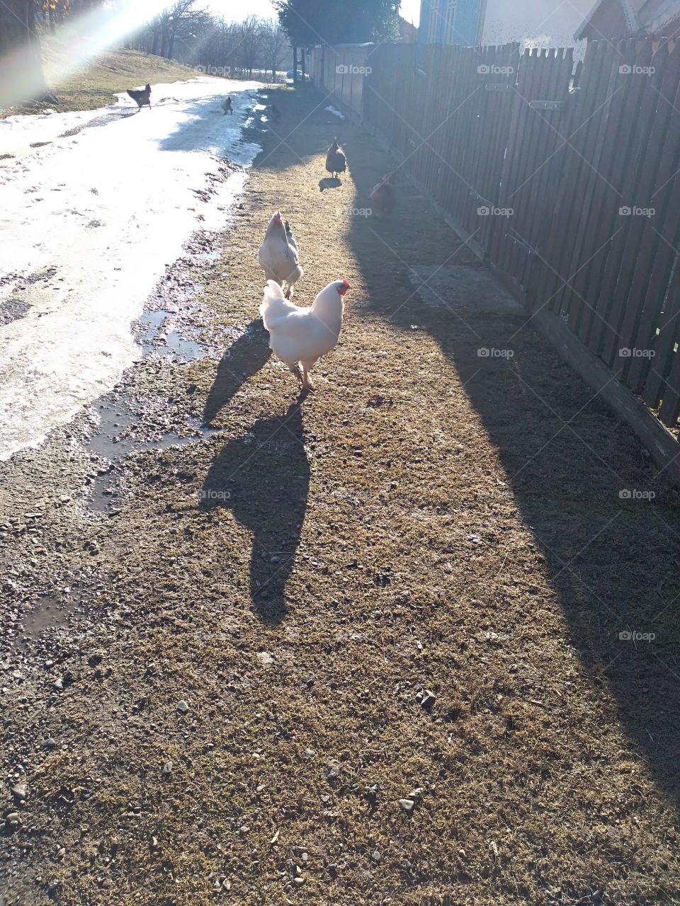hen outside in winter
