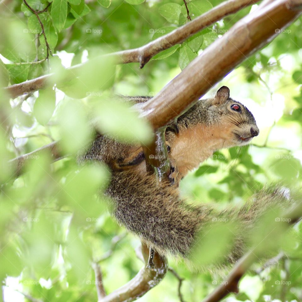 Squirrel in the tree 🐿