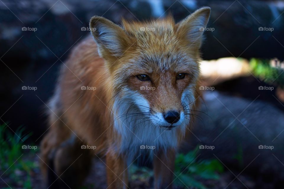 Sleepy red fox in the forest 2