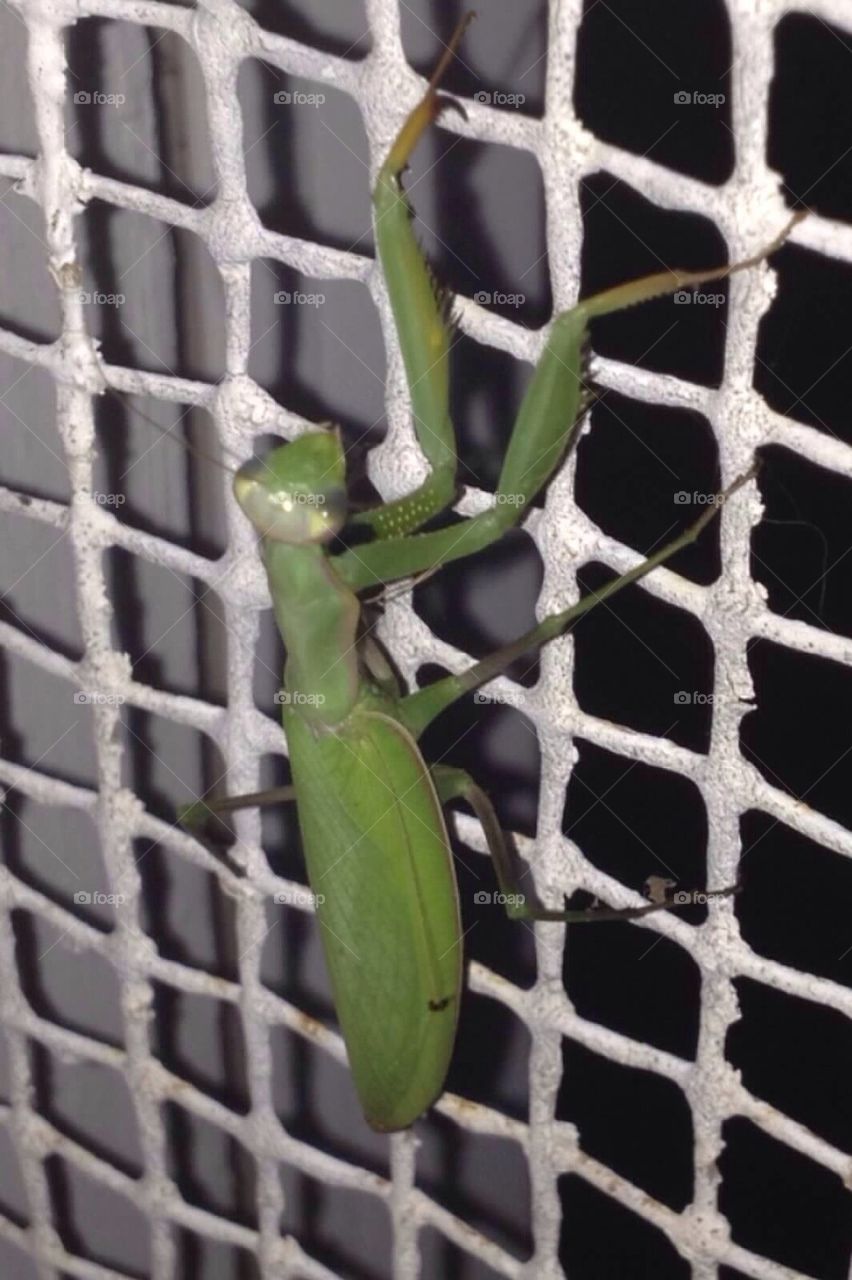 Praying Mantis