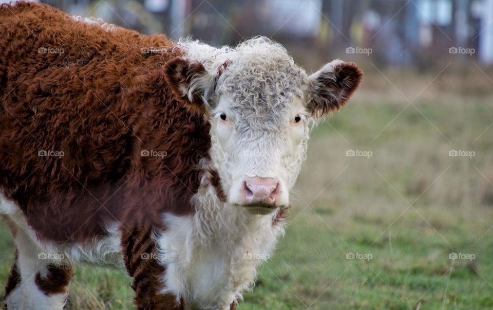 Curly haired cow