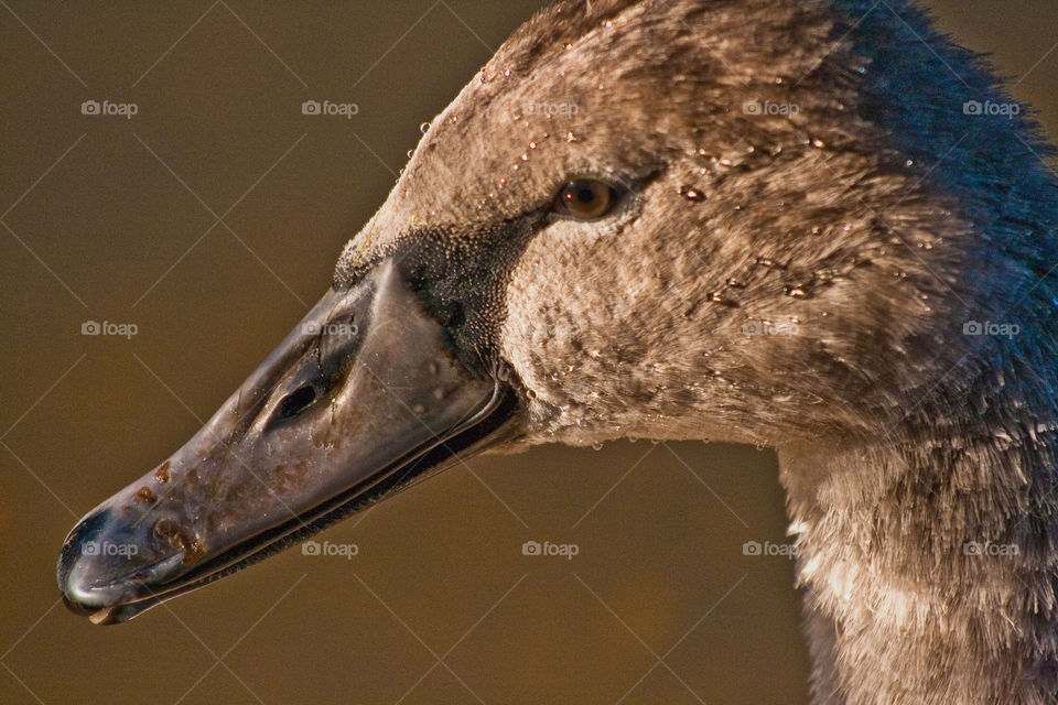 animal swan bird baby swan by bradman