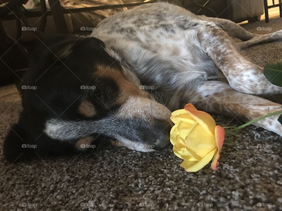 Blue tick hound dog mix smelling yellow rose