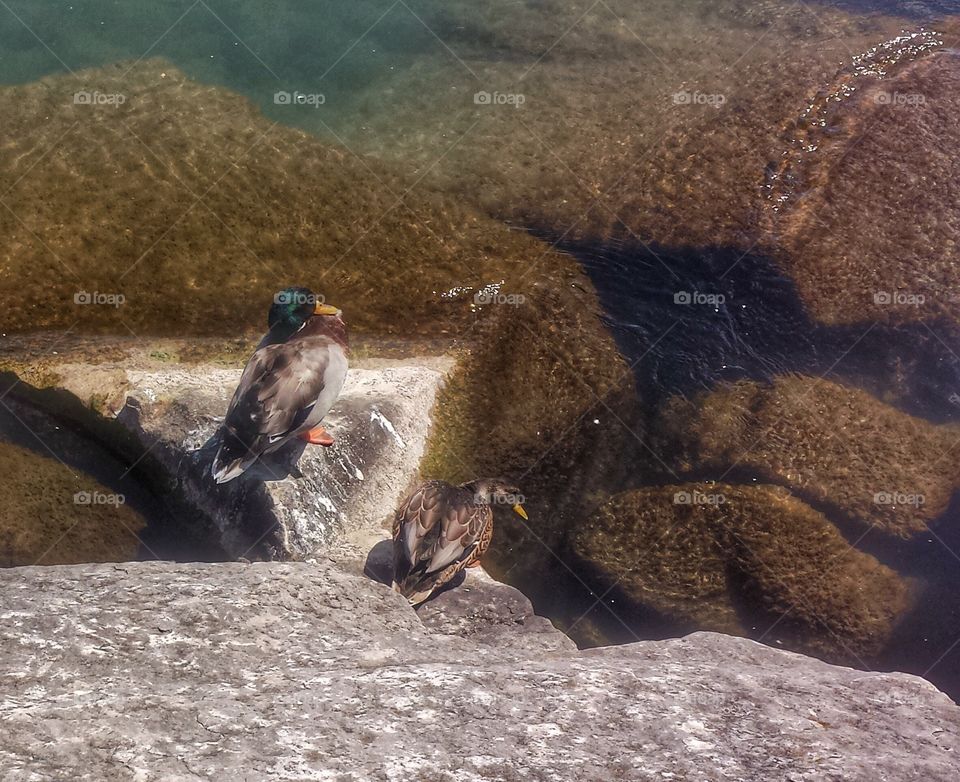 Ducks on a Rock