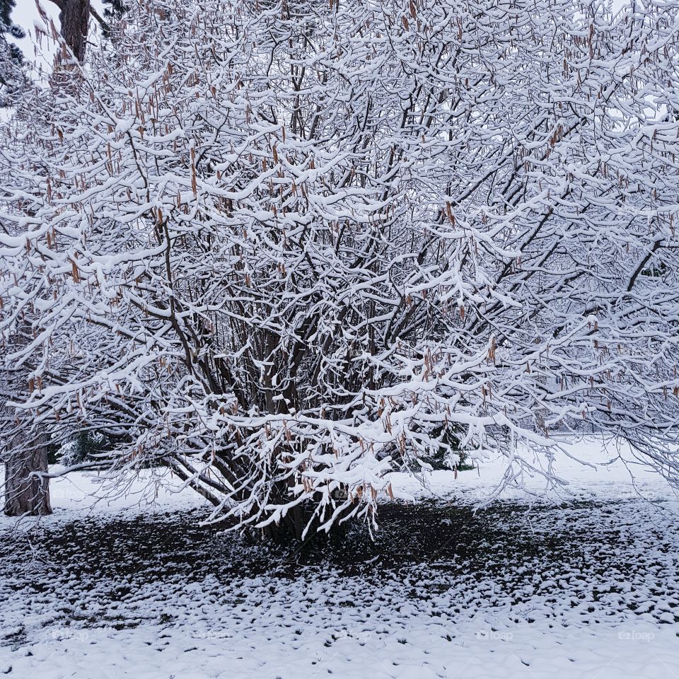 With every falling flake, a unique spark of interest falls from heaven.