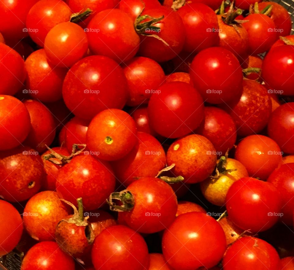 Vibrant healthy red cherry tomatoes fresh from the garden