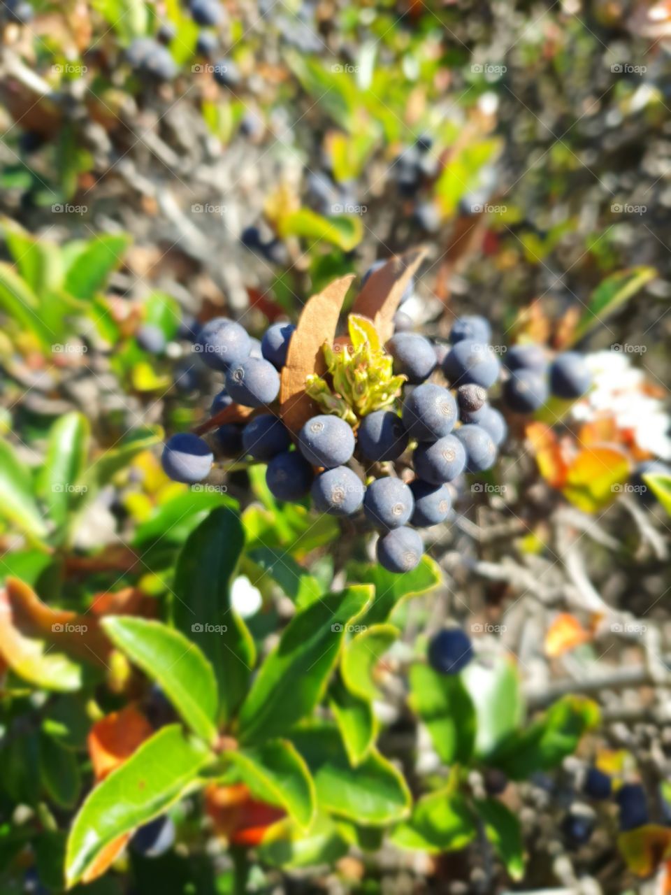 Wild berries