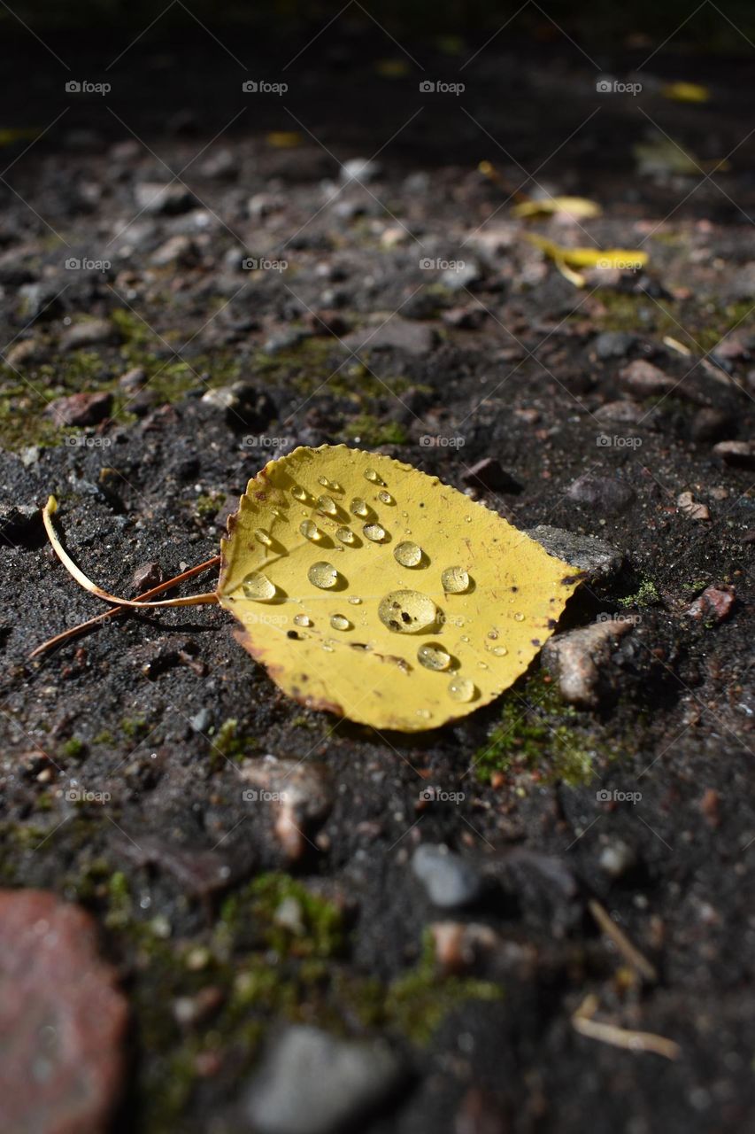 Yellow leaf with raindrops on the ground