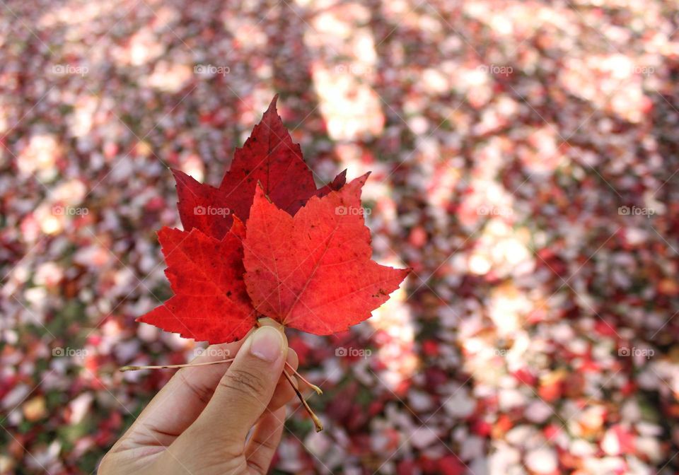 the color of these leaves