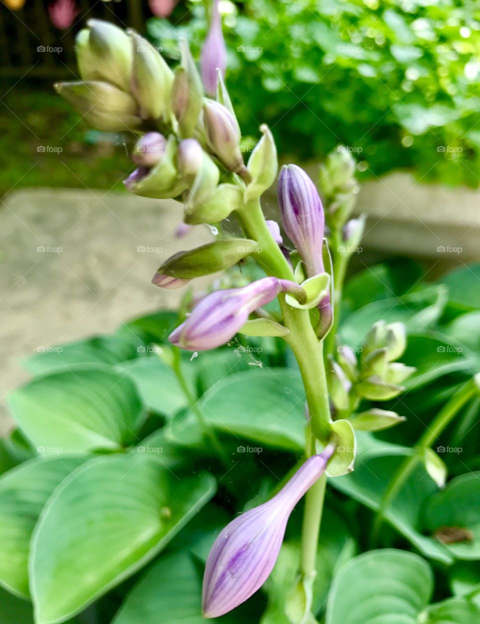 Flower Buds