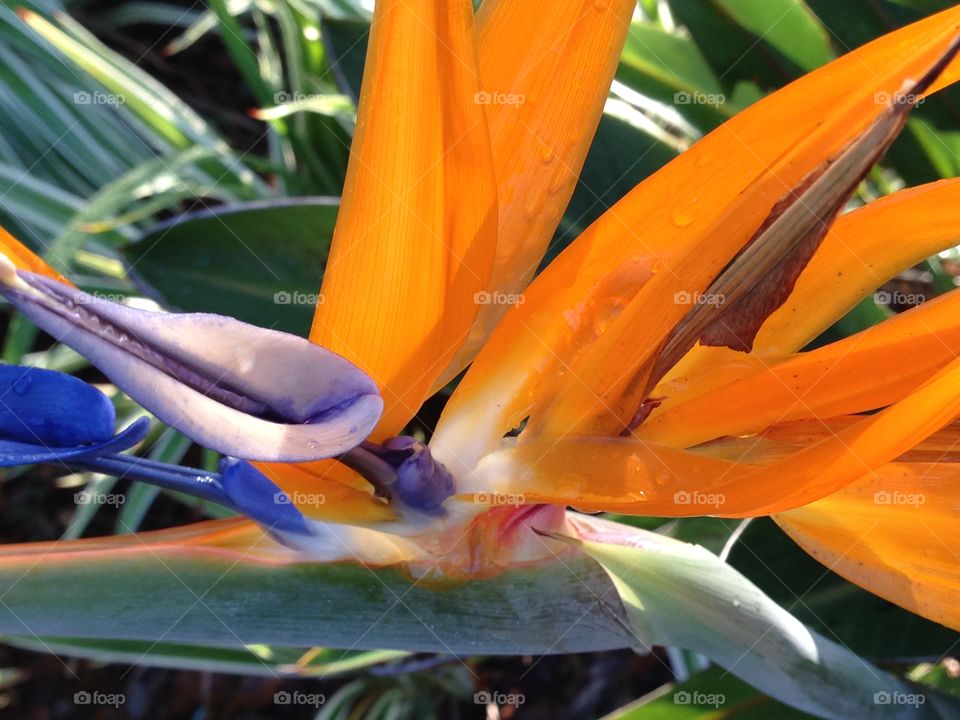 Orange Bird of Paradise Flower