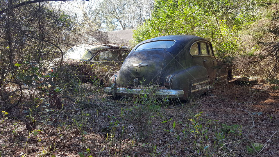 Cars in Woods.