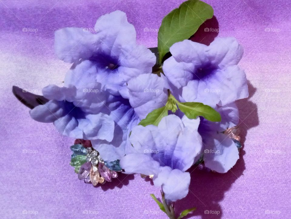 Beautiful and very attractive, delicate Petunia flower 🌺 Petunia flower having very attractive Lavender colour. This flower's blooms in spring season with surrounding green 💚 leaves 🍀🌿