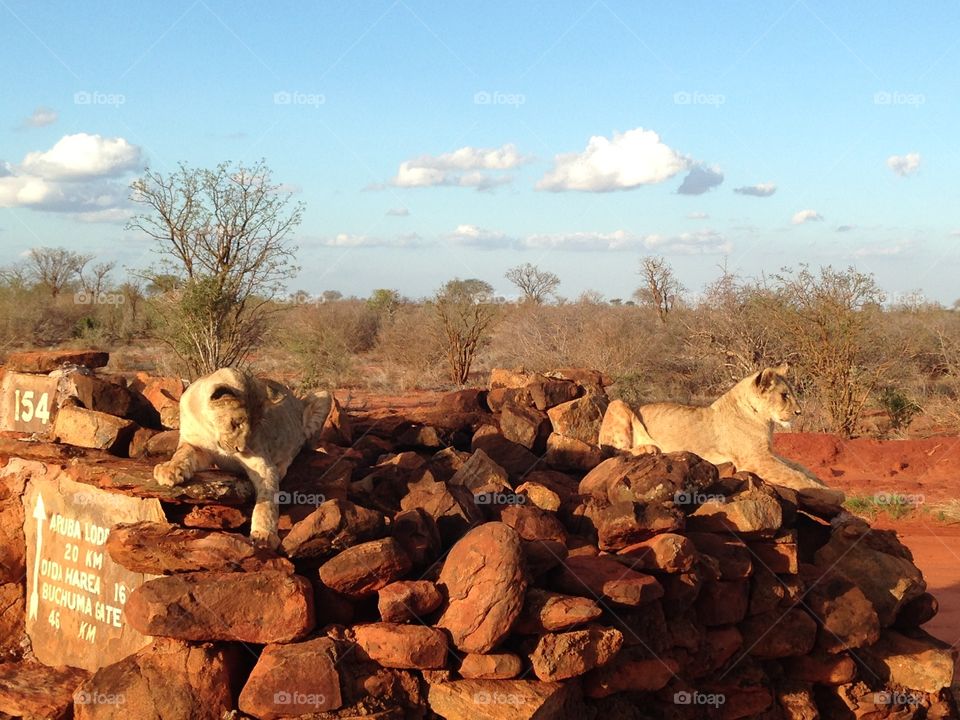Free lions in Kenya, Tsavo east