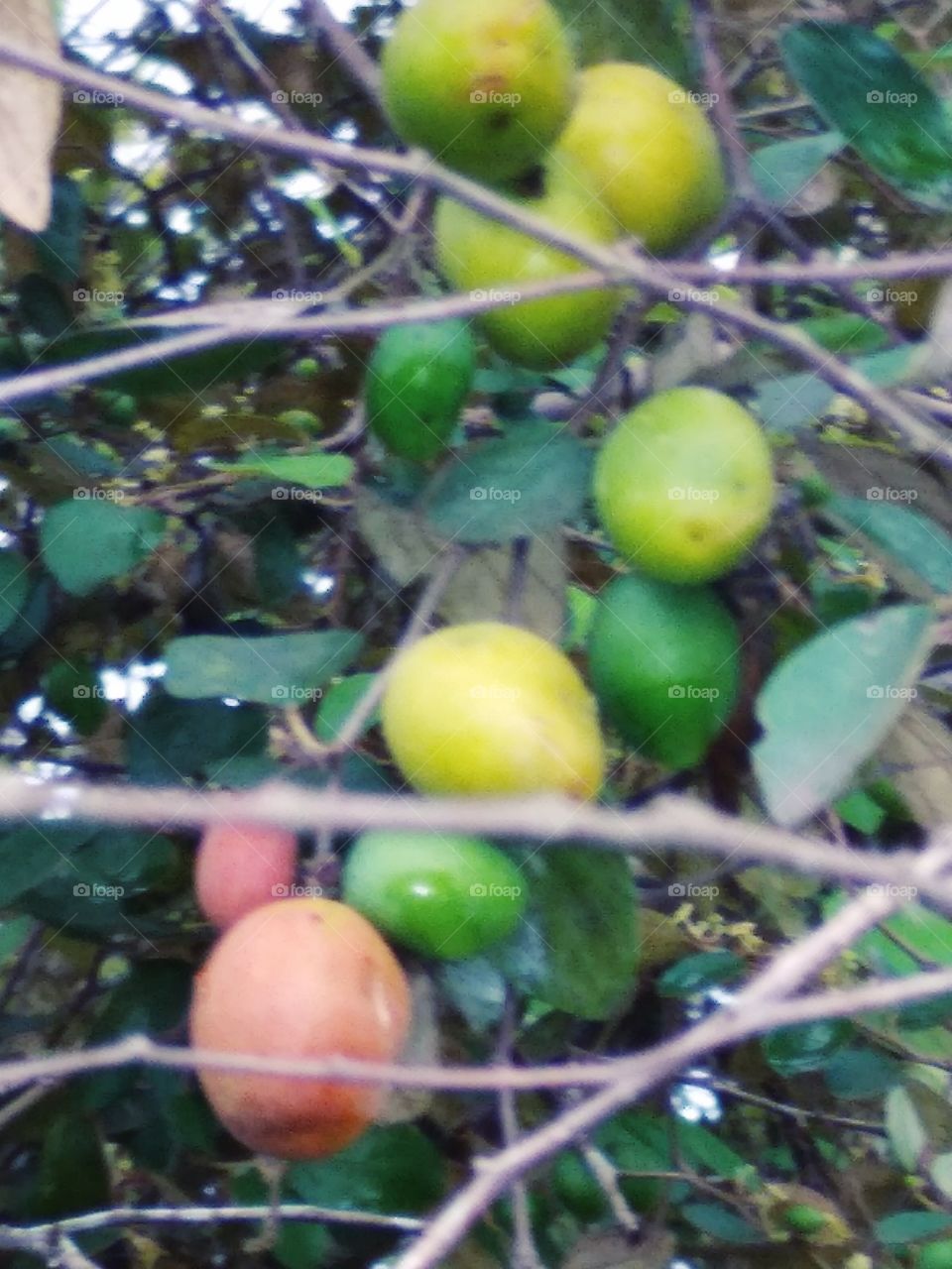 Fruit bidara