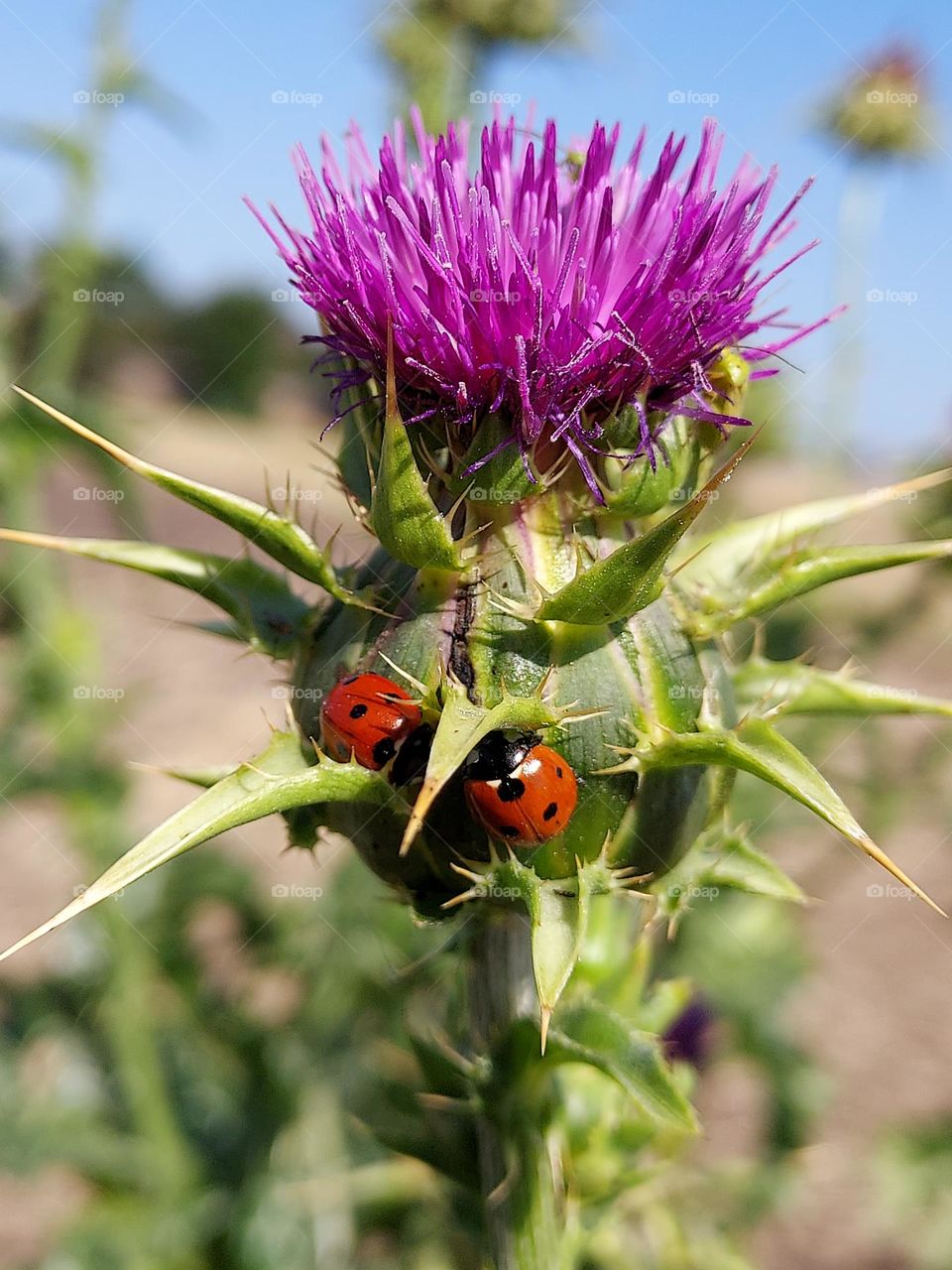 beautiful yet thorny