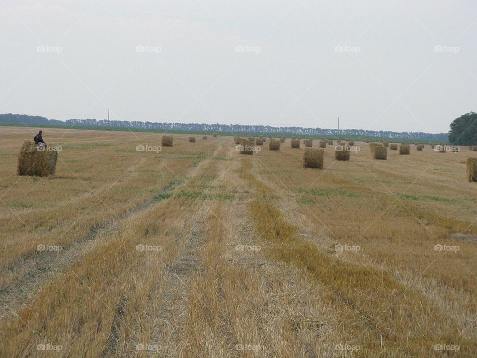 Поле после уборки пшеницы