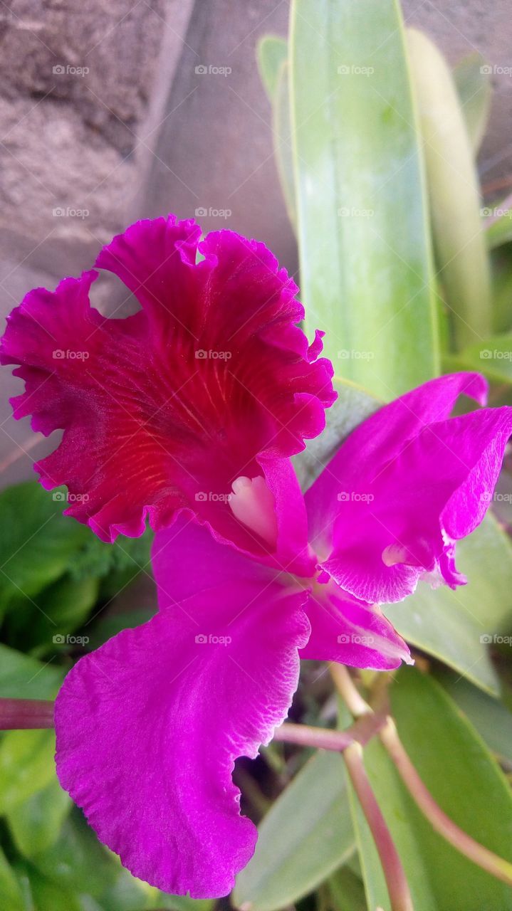 close up purple orchid