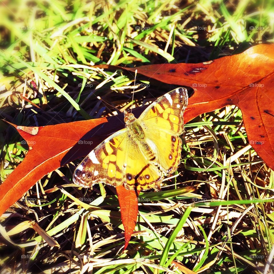 Autumn Butterfly