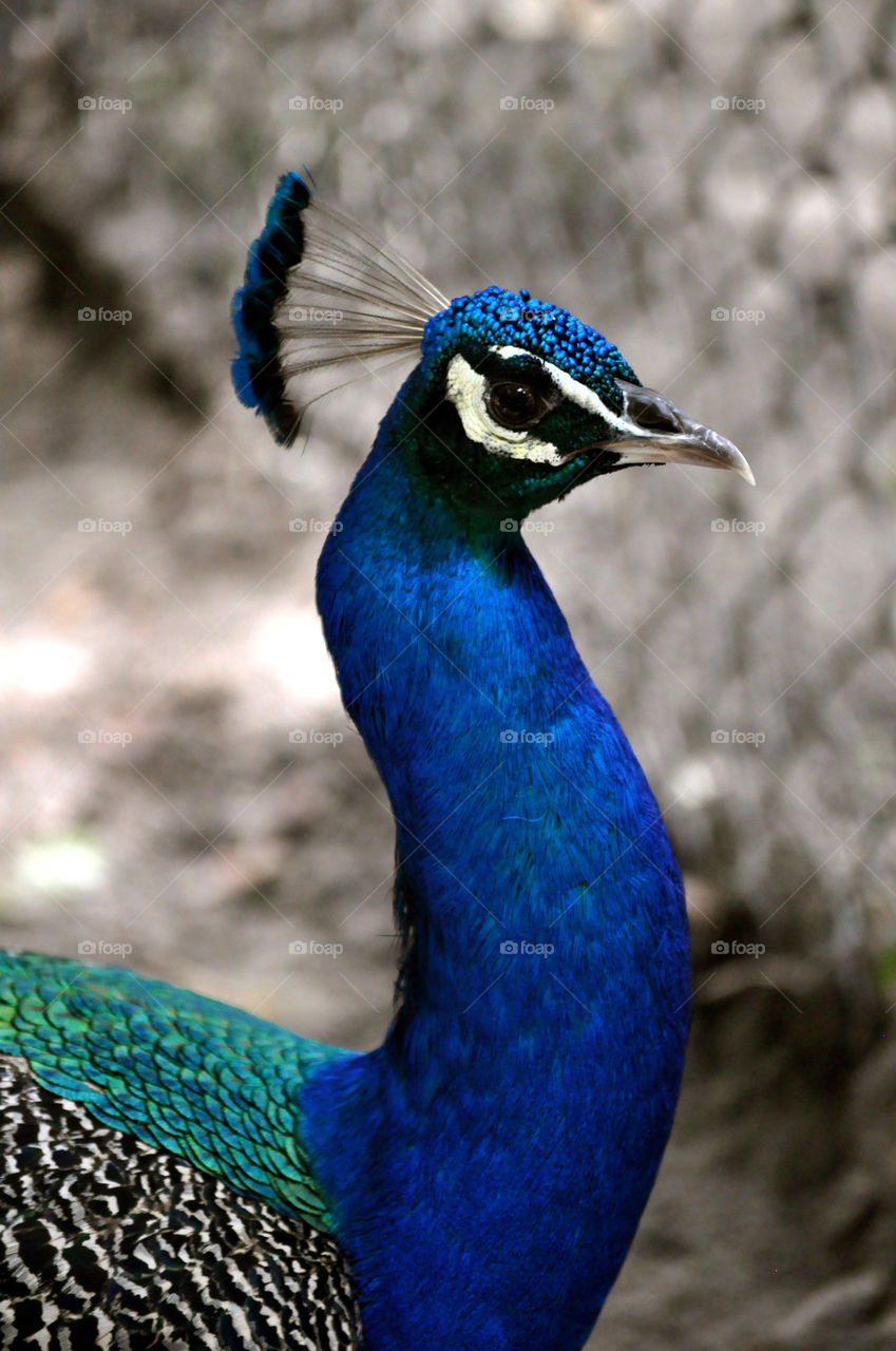 outdoors colors animal usa by refocusphoto