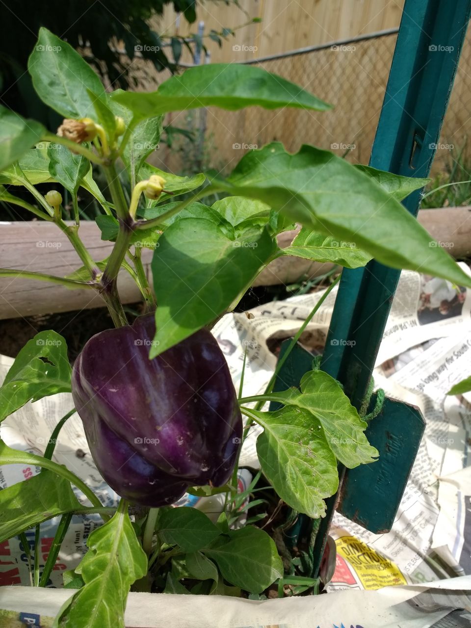 a tasty pepper cooking on the vine