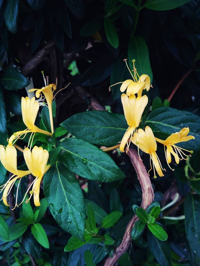 Flower's