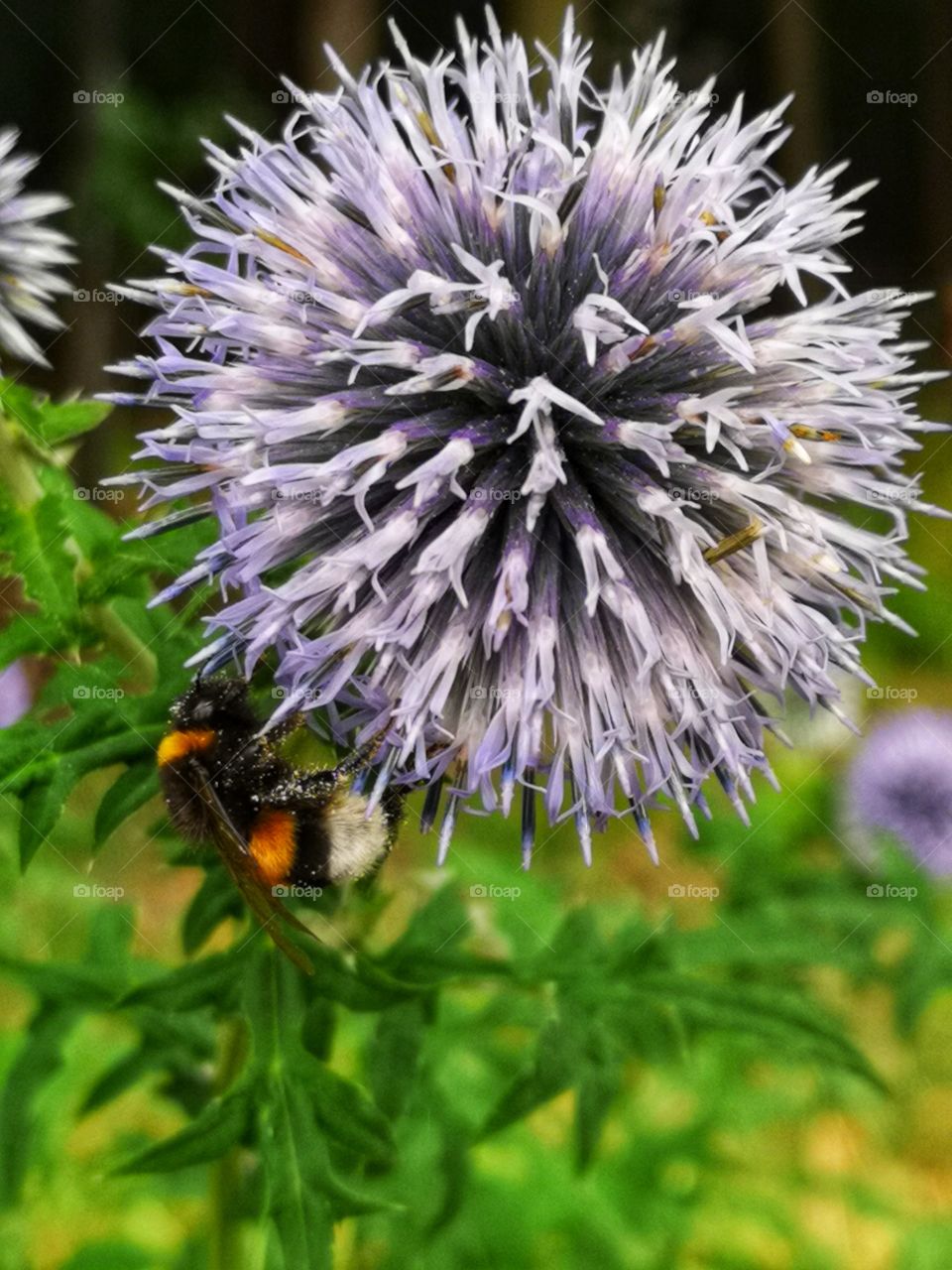 Bumblebee on the flower