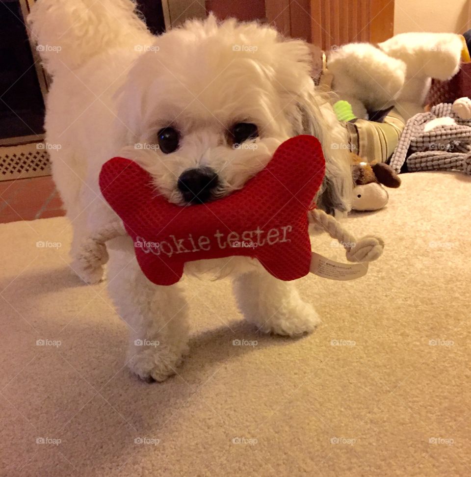 Cooper the official cookie tester