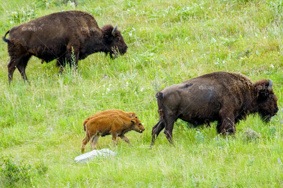 A family of Bison including two young calves head up the side of a mountain at the National Bison Range