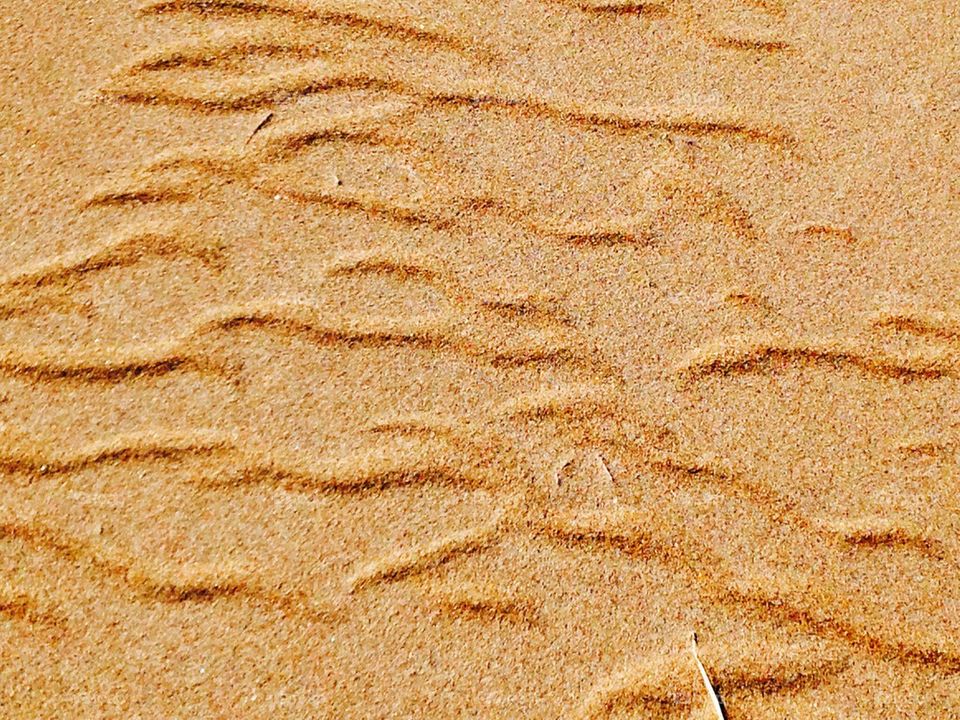 Birds in Sand