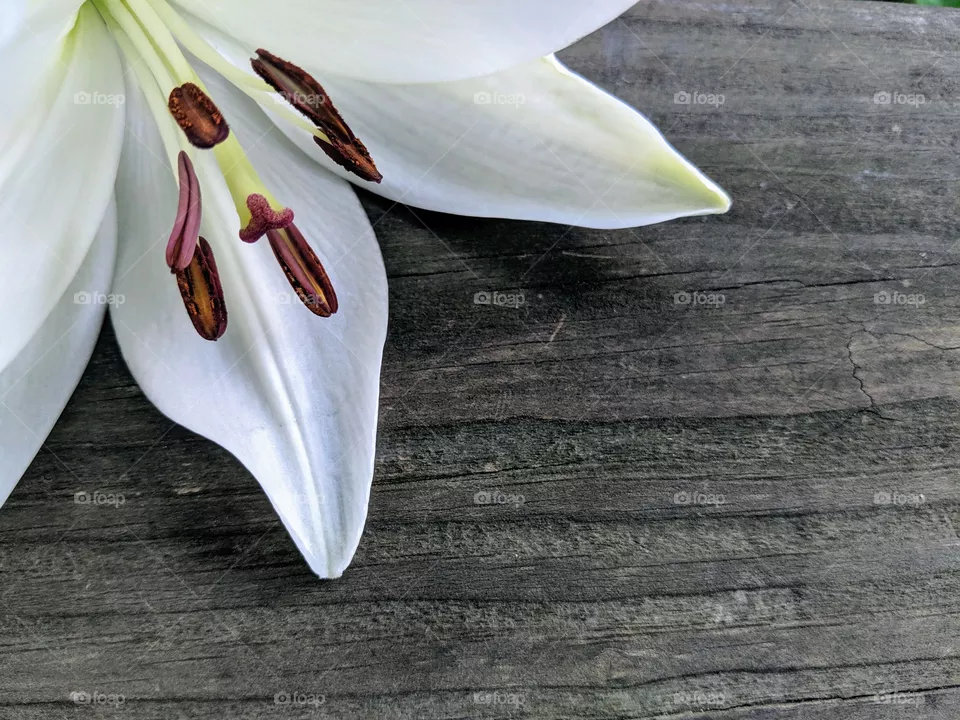 Lily