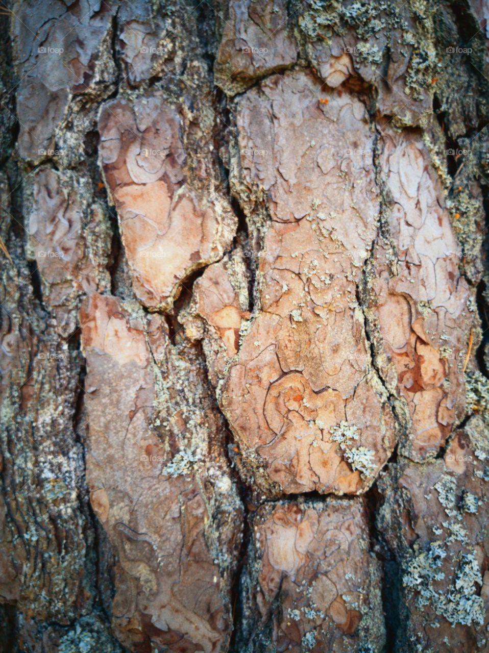 Pine bark
