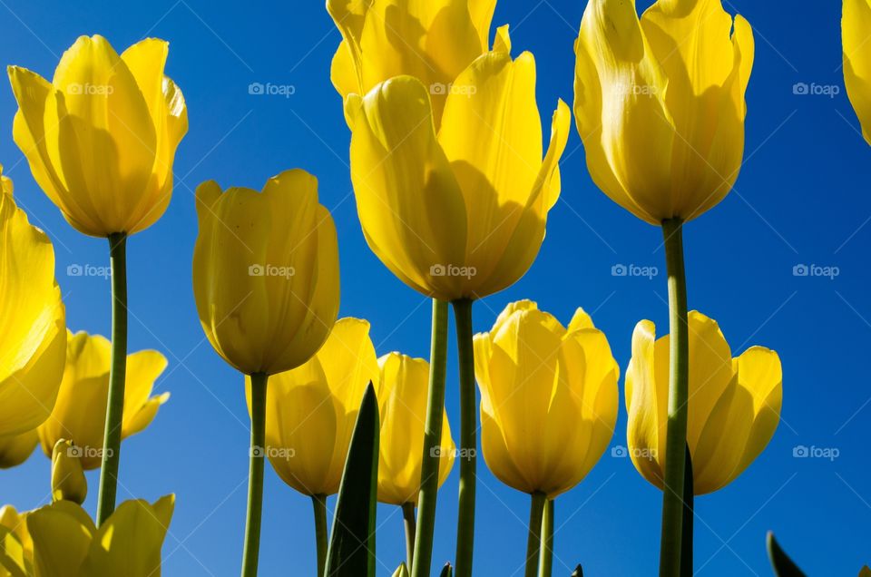 Yellow tulip flowers against blue sky