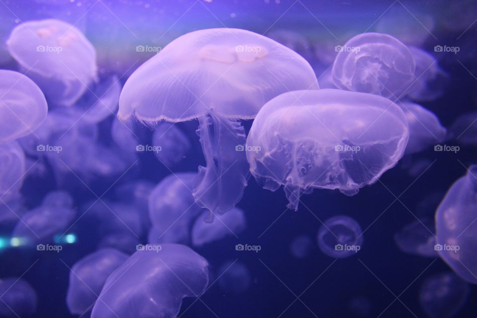 Beautiful purple jellyfish floating. 