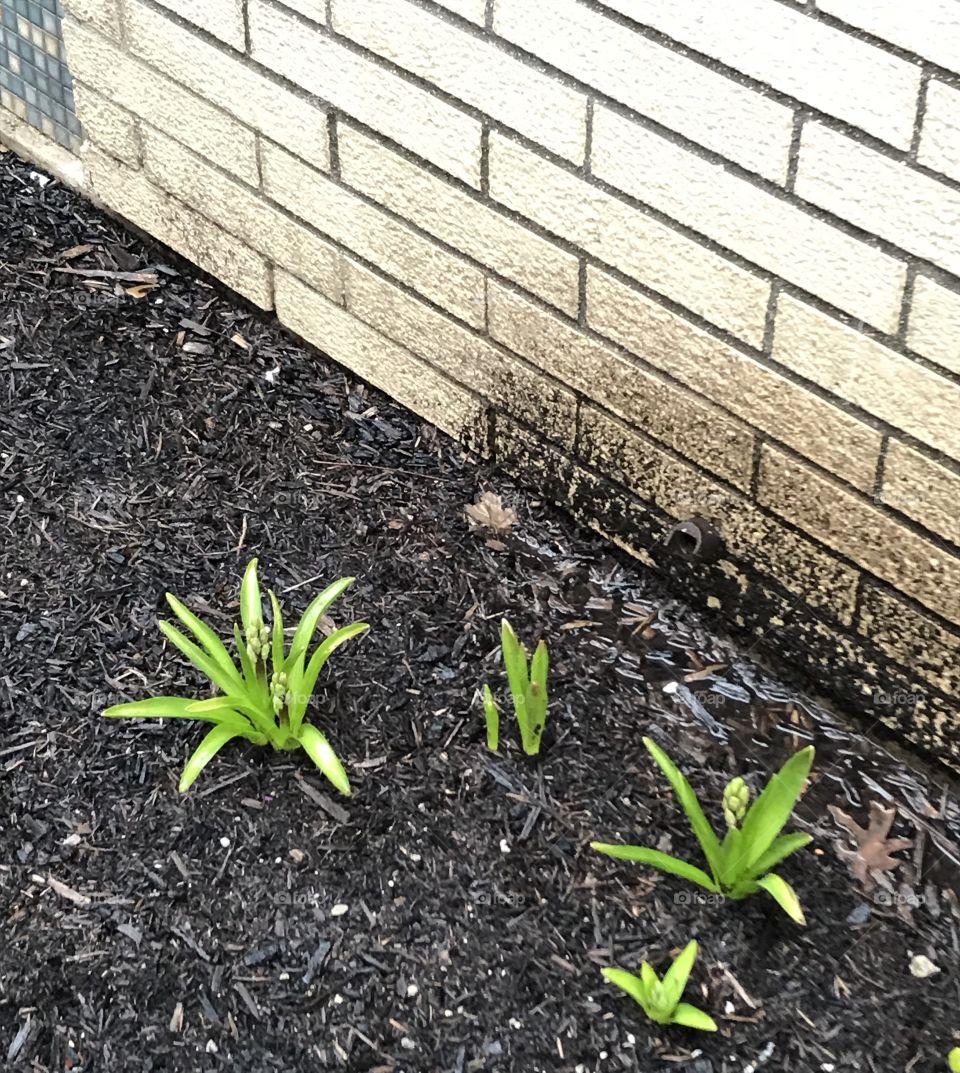Green plant Sprouts in February in Ohio! 