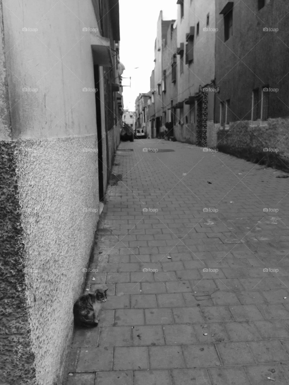 Sad cat